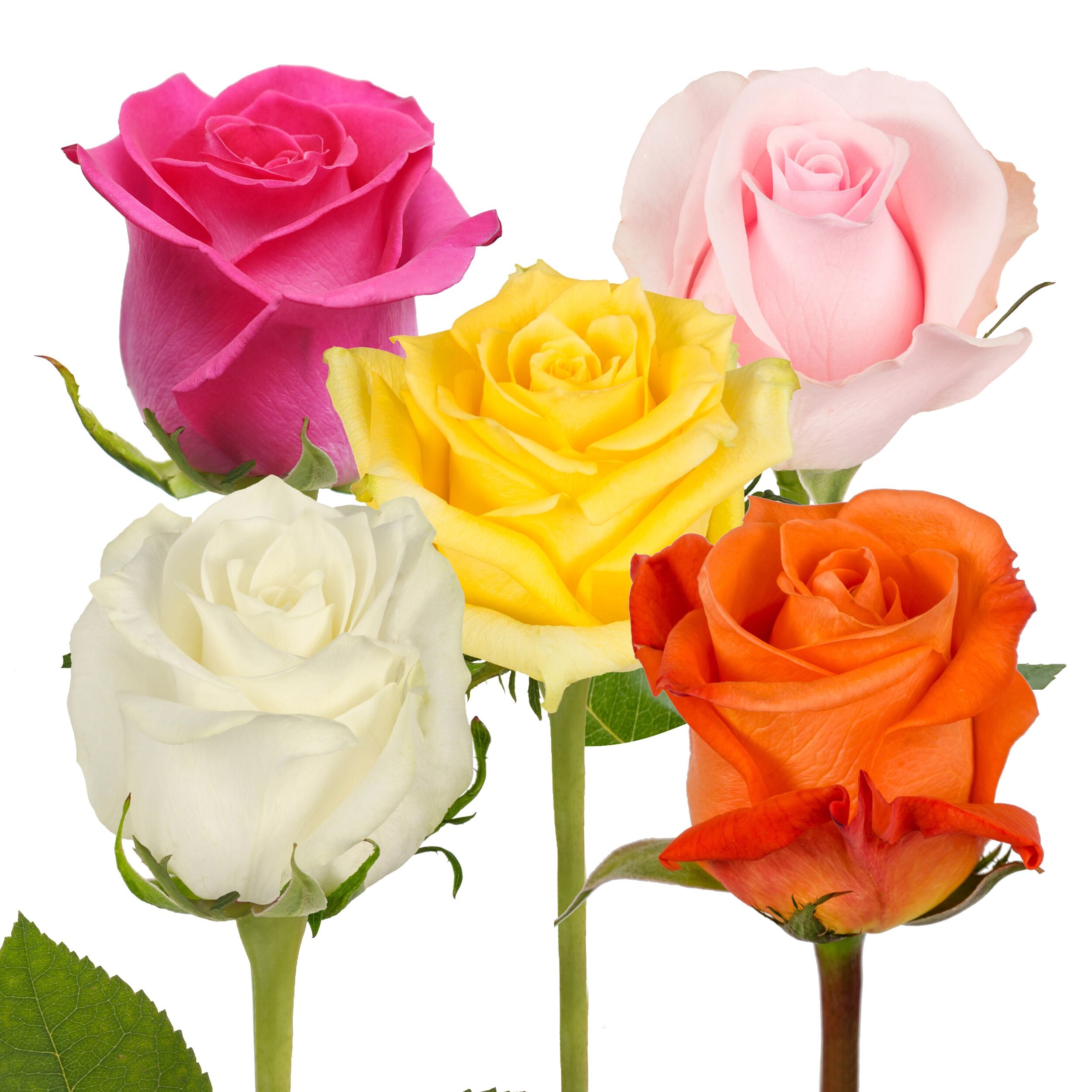Substitute Colored Roses